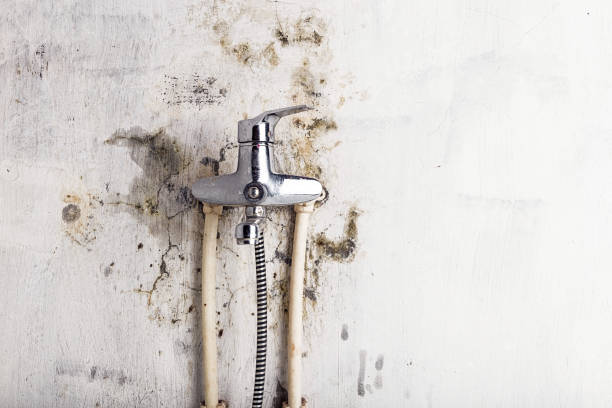 Best Commercial Mold Removal  in Rkville, PA
