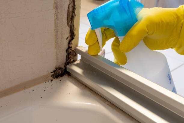 Professional Mold Removal in Parkville, PA