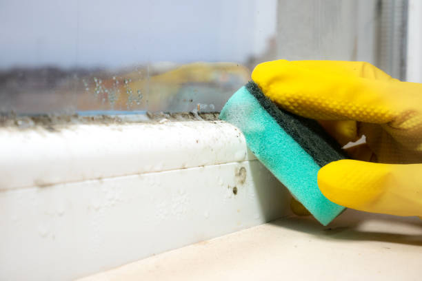 Best Attic Mold Removal  in Rkville, PA