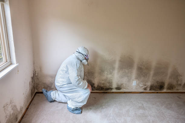 Best Residential Mold Removal  in Rkville, PA