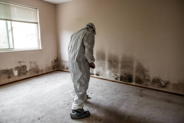 Best Office Mold Removal Services  in Rkville, PA