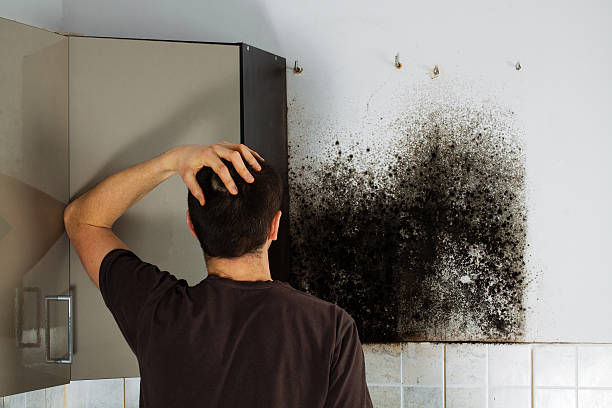 Best Toxic Mold Removal  in Rkville, PA