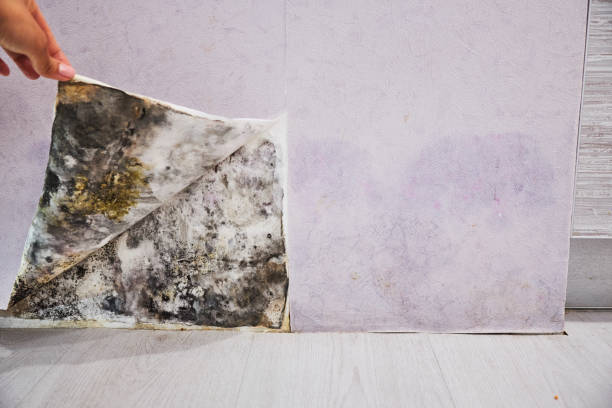 Best Mold Damage Repair  in Rkville, PA